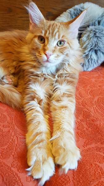 Продаётся красная девочка мейн-кун в Санкт-Петербурге фото 30