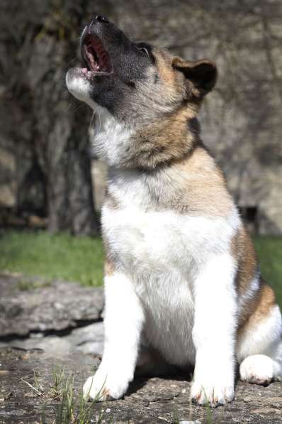 Щенки Американской Акиты в Санкт-Петербурге фото 6