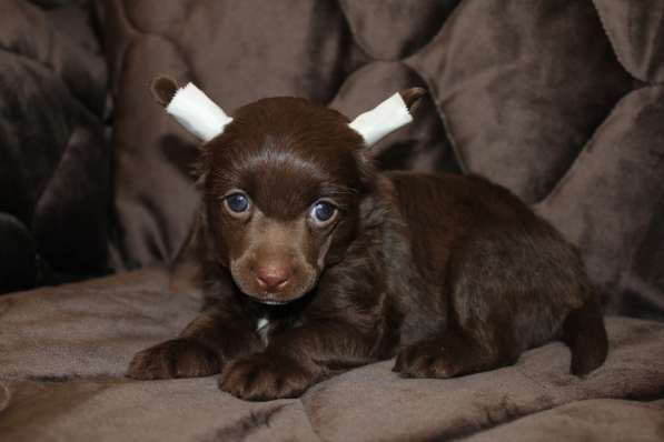 Пуховый шоколадный мальчик КХС в Москве фото 20