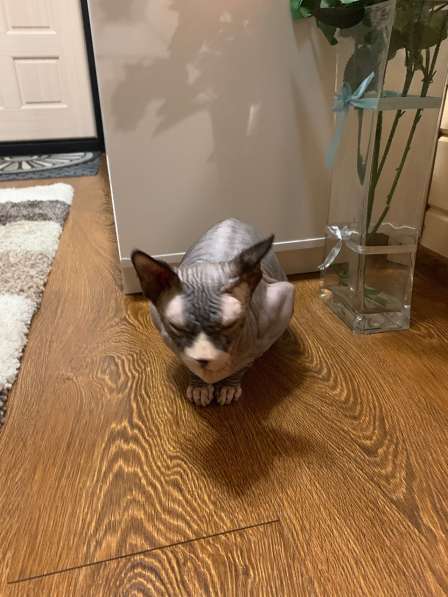 Канадский сфинкс в Москве фото 11