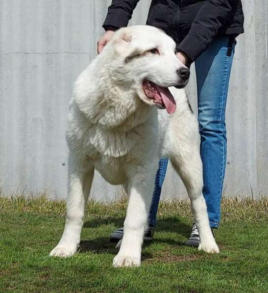 Central Asian Shepherd, Best Puppy Breed в фото 9