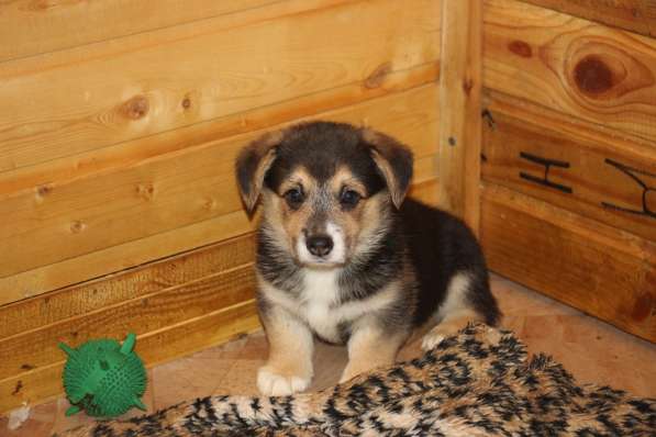 Щенки вельш корги пемброк в Санкт-Петербурге фото 9