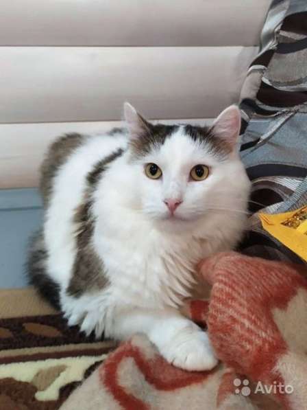Добрейший молодой домашний котик Кирюша в дар в Москве фото 4