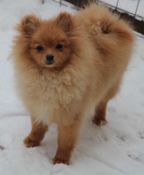 Щенки шпица в Раменское фото 11