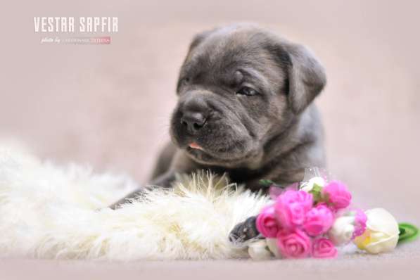 Кобель и сука кане корсо в Алупке фото 10