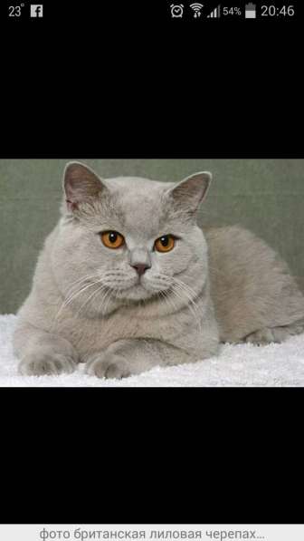 Зоотовары оптом и в розницу в фото 3