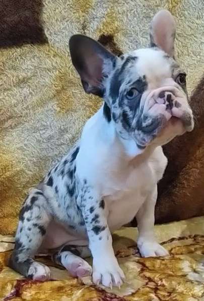 Французский бульдог. Merle. Blue eyes в 