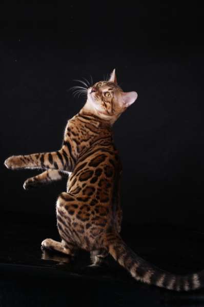 Бенгальский кот-Гранд Интер Чемпион. Вязка в Туле фото 5