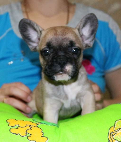 Щенки Французского бульдога питомник в Челябинске фото 14