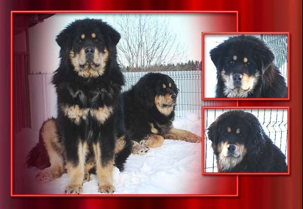 Тибетский мастиф - лучший страж на территории в Москве фото 113