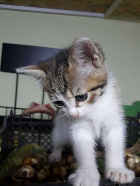 Чудный трёхцветный счастливый котёнок-девочка в добрые руки! в Саках фото 11