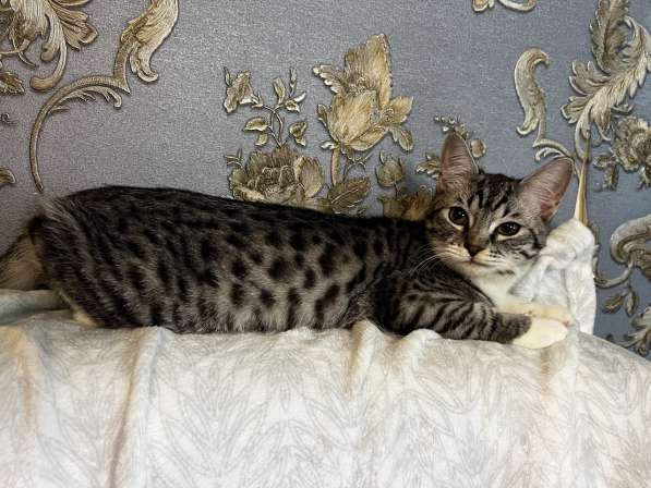 Самый ласковый котенок Мрамор ищет семью! в Москве