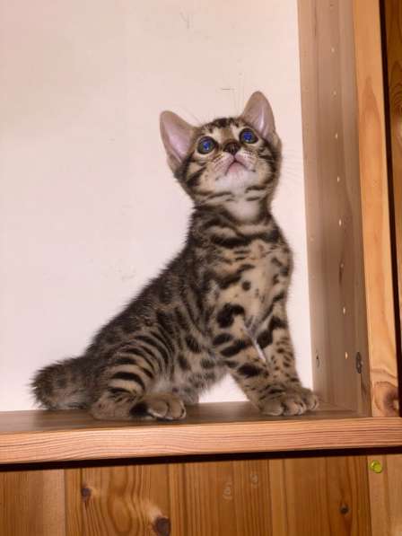 2 бенгальских котёнка в Москве