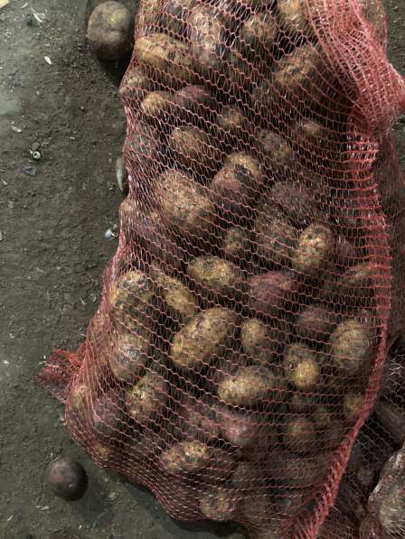 Продаю картофель 200тонн, цена 13500₽ за тонну в Уфе