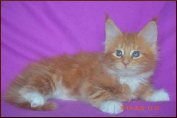 Роскошный черный котик мейн-кун из питомника в Астрахани фото 77