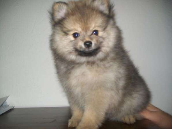щенков померанского шпица. в Москве