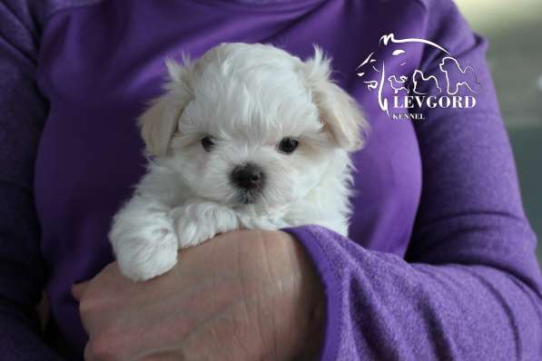 Мальтезе красивые щенки в Омске фото 3