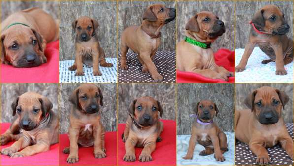 Щенки Родезийского Риджбека в фото 6