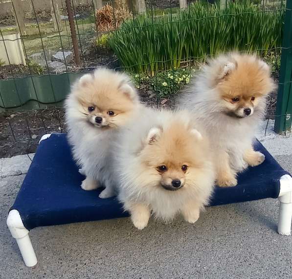 Щенки шпиц в Калининграде фото 13