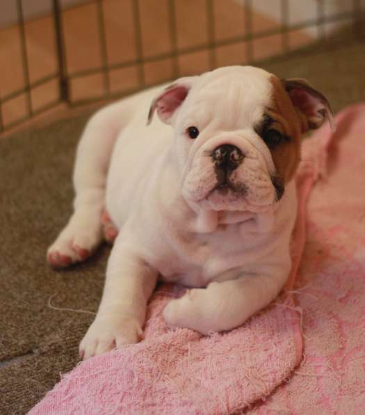 Щенки английского бульдога в Тюмени фото 11