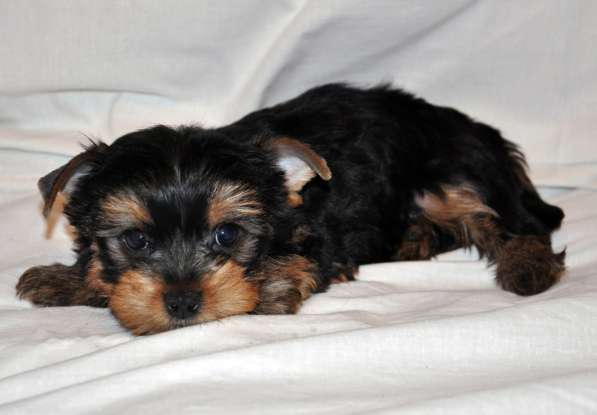 Продаётся мальчик - йоркширский терьер, родился 12 января в Санкт-Петербурге фото 6