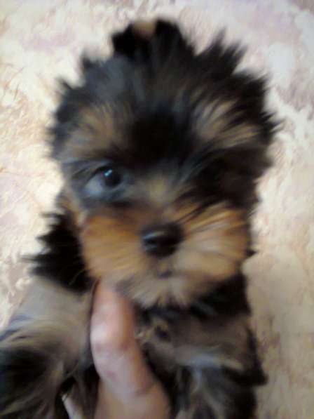 Щенки йоркширского терьера в Москве фото 7