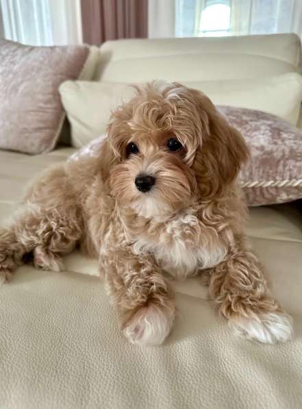 Мальтипу в фото 7