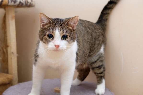 Скромный Гарри в поисках уютного дома в Москве фото 3