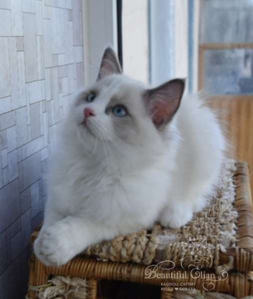 Котёнок рэгдолл в Москве фото 18
