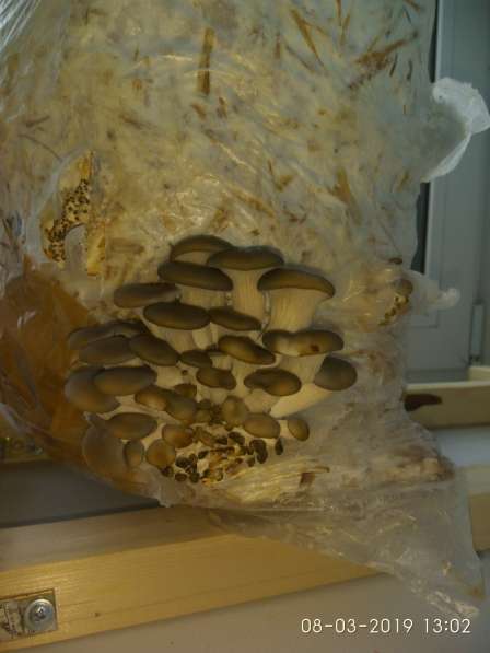 Мицелий гриба вешенка и готовые блоки в Костроме