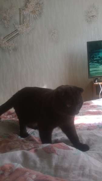 Шотландский прямоухий кот вязка в Набережных Челнах фото 7