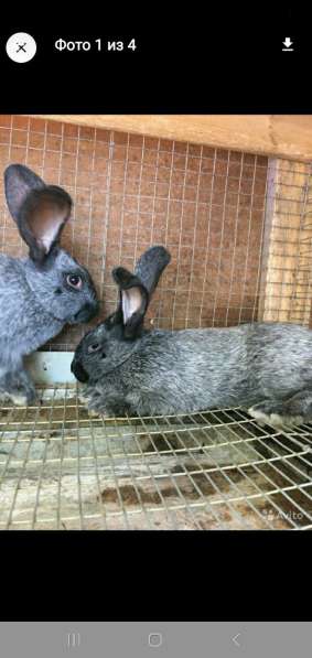 Кролики породы полтавское серебро