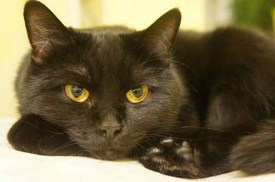 Отдам даром Кошка Мишель - почти британочка в Санкт-Петербурге фото 7