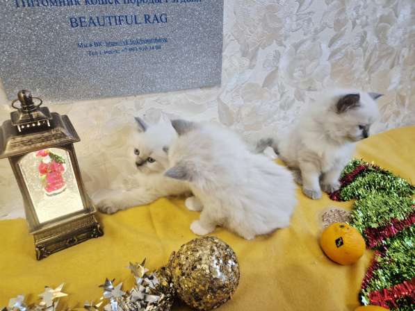 Малышки Рэгдолл в Москве