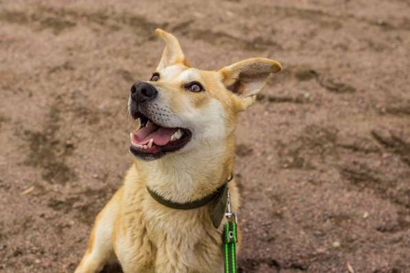 Собачка размером с корги ищет дом в Санкт-Петербурге фото 4