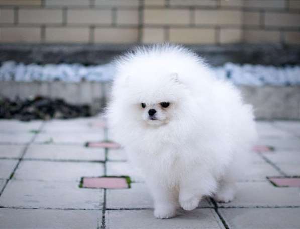 Pomeranski Mini Shpic Pomeranian Spitz Померанские Мини шпиц в фото 18