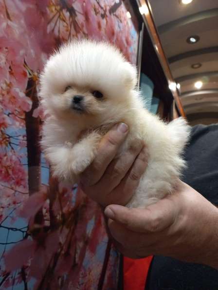 Шпицемишки