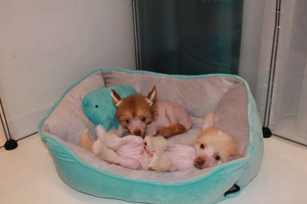 Щенок КХС в Москве фото 19