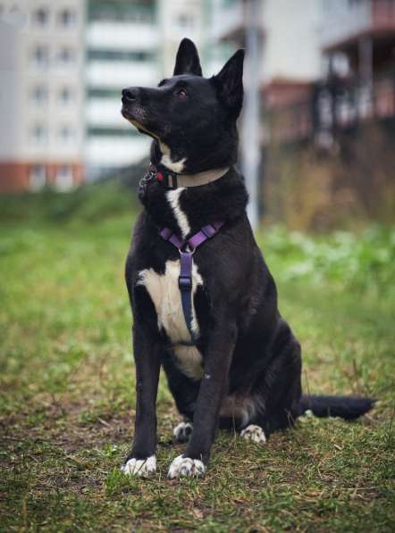 Ищем дом для спасенной доброй собаки Багиры в Москве фото 5