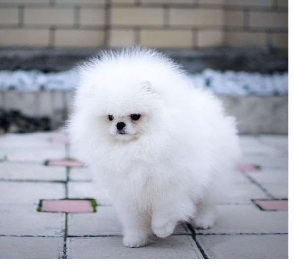 Pomeranski Mini Shpic Pomeranian Spitz Померанские Мини шпиц в фото 38