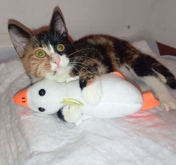 Трехцветный котенок Умка в добрые руки в Москве фото 4