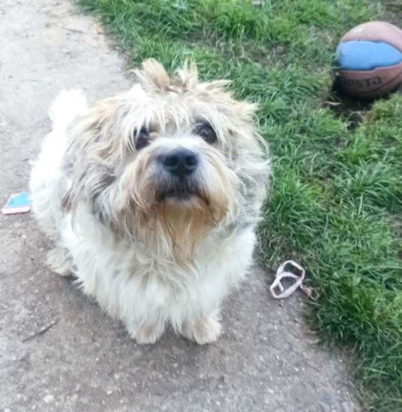 У Бубы сложная судьба и нет хозяйки