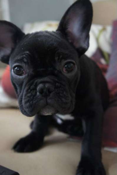 Отдам даром Щенки французского бульдога