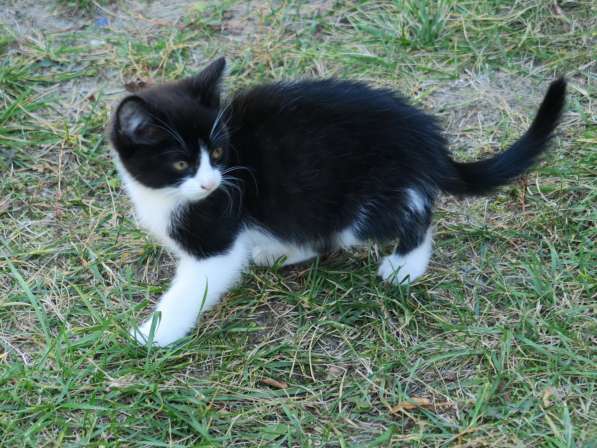 Котёнок в Рязани