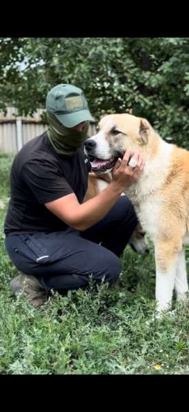 Кавказские волкодавы в Волгограде