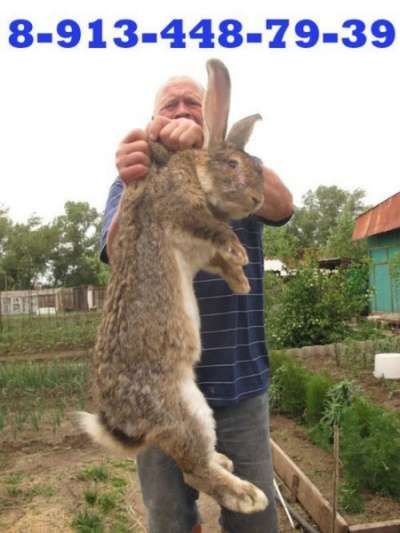Кролики в Саяногорске, кролики Красноярс в Абакане фото 3