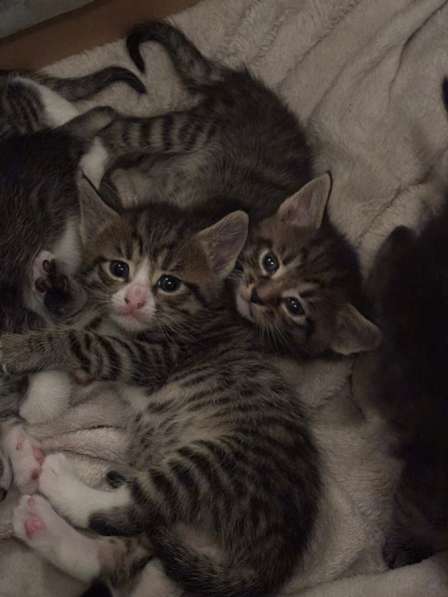 Котята в добрые руки в Домодедове