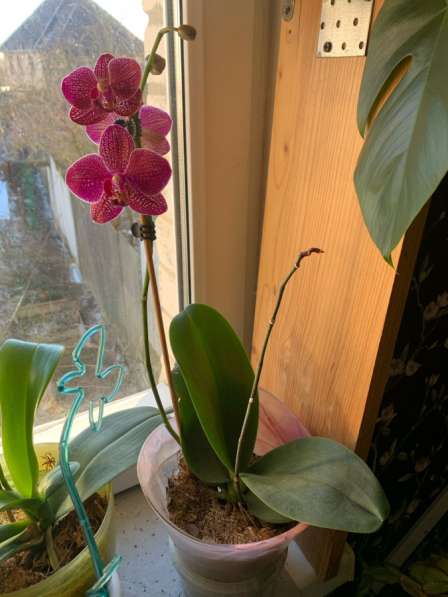 Орхидея кимоно в Брянске