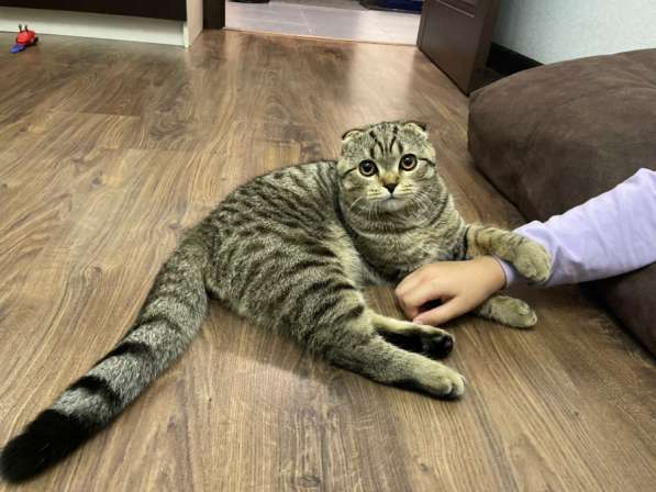 Кот в Мытищи