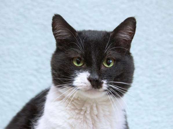 Обаятельный котик Мейсон в дар в Москве